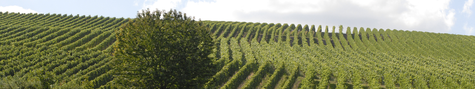 Ein Baum von Weinbergen umgeben © Dienstleistungszentren Ländlicher Raum
